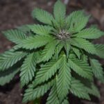 Продажа наркотических средств по всей России img-195.jpg