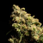 Спайс и курительные смеси: воздействие на организм и правовые аспекты распространения img-2109.jpg