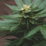 Покупка конопли оптом преимущества и особенности применения img-2119.jpg