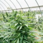 Mitsubishi Space Gear: Преимущества и Недостатки Автомобиля img-2216.jpg