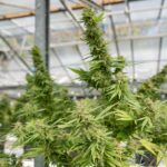 Правовое регулирование оборота семян конопли в РФ img-2271.jpg