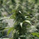 Купить гашиш в Египте img-2305.jpg