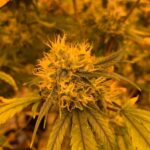 Семена конопли Auto Mazar feminised от Breeders Community Seeds img-238.jpg