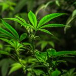 Проблема героина в Иркутске img-2426.jpg