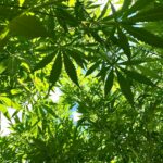 Сорт конопли Sweet Purple от Paradise Seeds img-2751.jpg