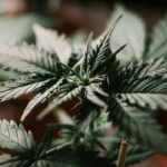 ЛСД и его последствия в России img-2919.jpg