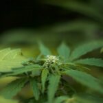 Законность семян конопли и их использование img-2952.jpg