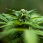 Купить марихуану в Брянске img-2955.jpg