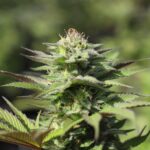 Выращивание промышленной конопли в Краснодарском крае img-520.jpg