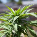 Продажа семян конопли обзор законодательства img-674.jpg