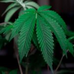 Купить наркотики онлайн: подробное руководство и анализ рисков img-830.jpg