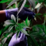 Приобретение марихуаны в Пензе и ее свойства img-831.jpg