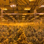 Конопля в Воронеже: свойства и применение конопли img-870.jpg