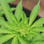 Ловля рыбы на семя конопли img-92.jpg